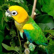 Златоголовый украшенный попугай - тихий вид