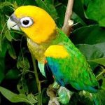 Златоголовый украшенный попугай - уход