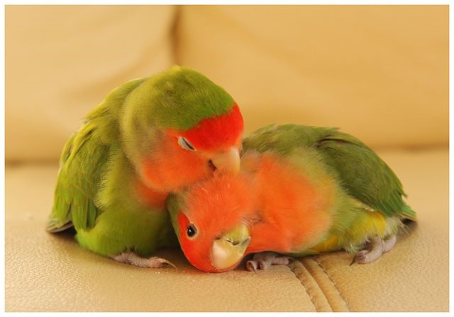 Parrot Care Tips: Keeping a Parrot at Home
