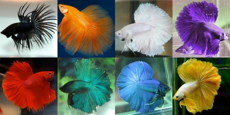 Care and maintenance of Betta Fish In Home Conditions