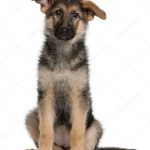 Немецкая овчарка - собака-охранник