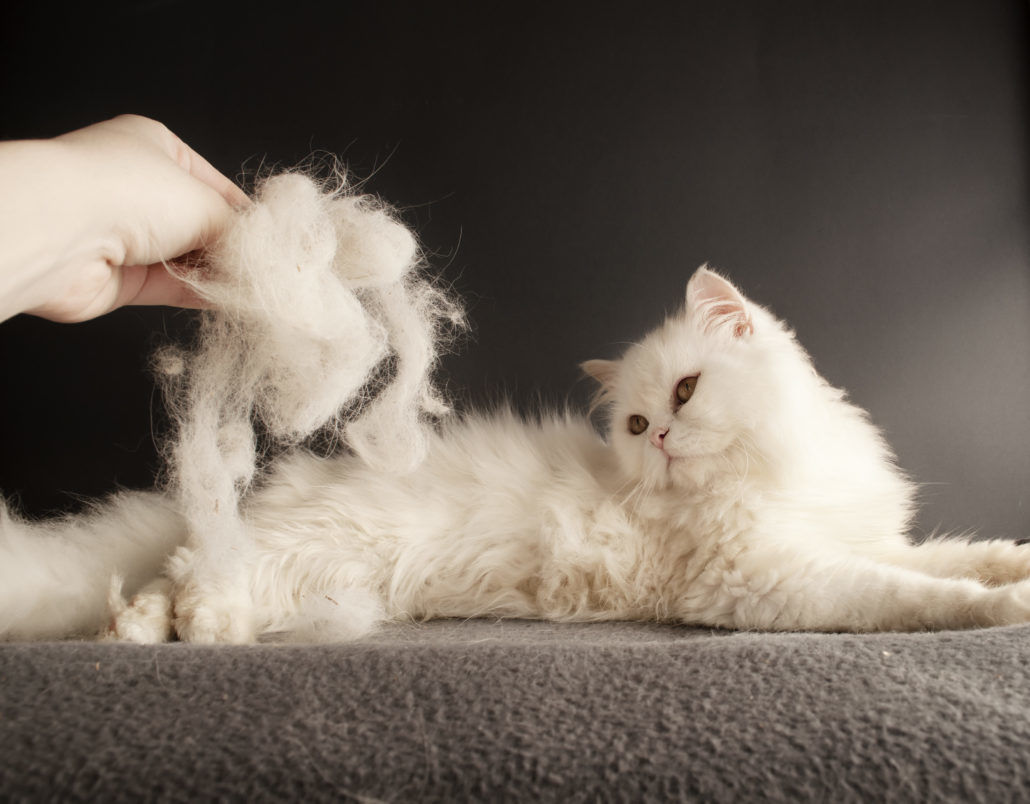 Выпадает шерсть у кошки 🐈 Причины, лечение | 7petdays