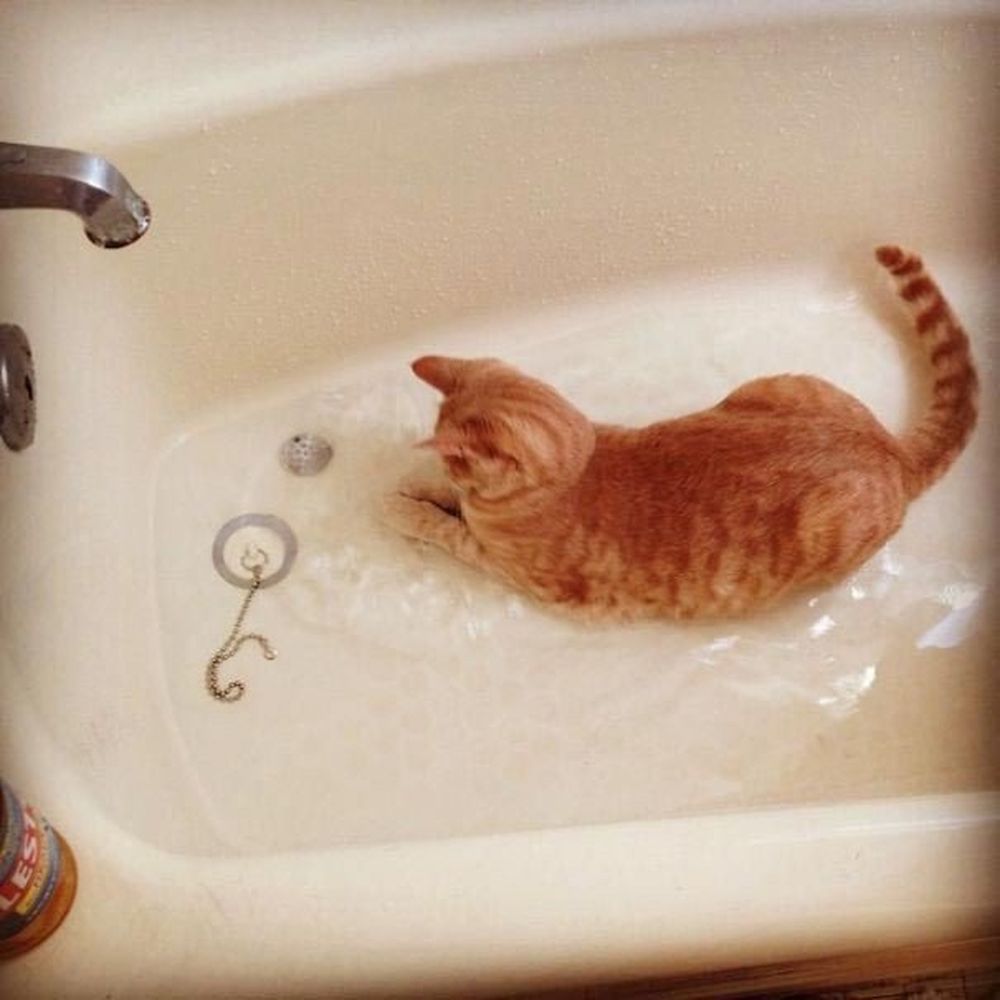 Купается в ванной 18. Кот купается. Котик в ванной. Котенок в ванной. Кошка моется.
