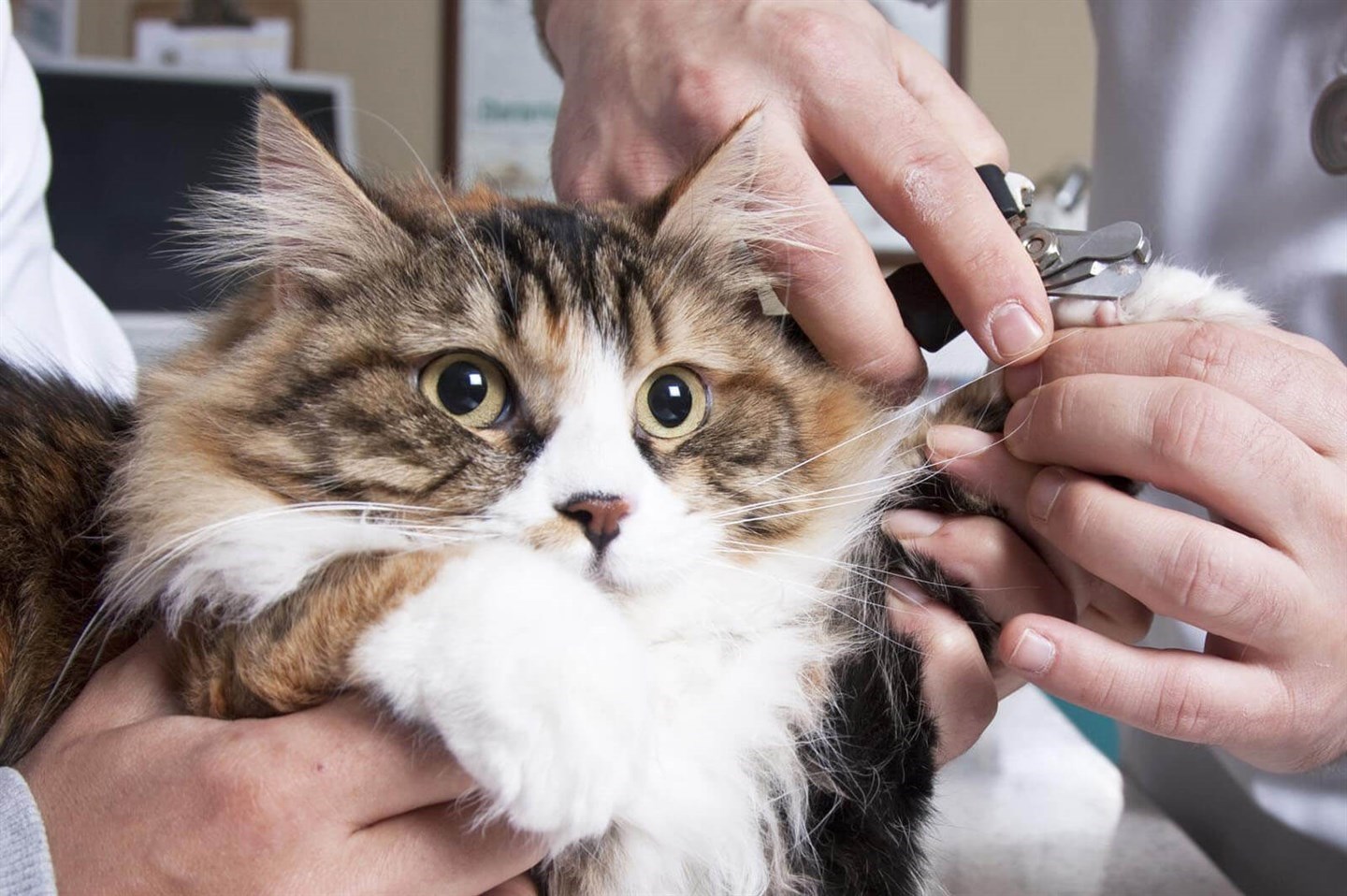 Как стричь кошке когти самостоятельно в домашних условиях?