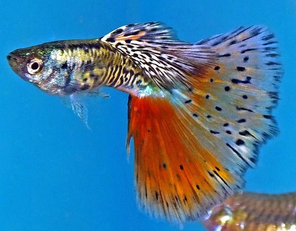 Keeping and breeding guppies at home for beginners