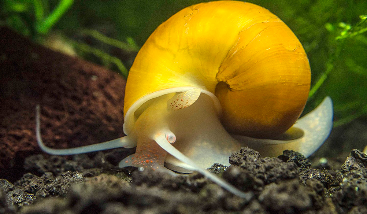 Aquarium snails: species, reproduction and feeding