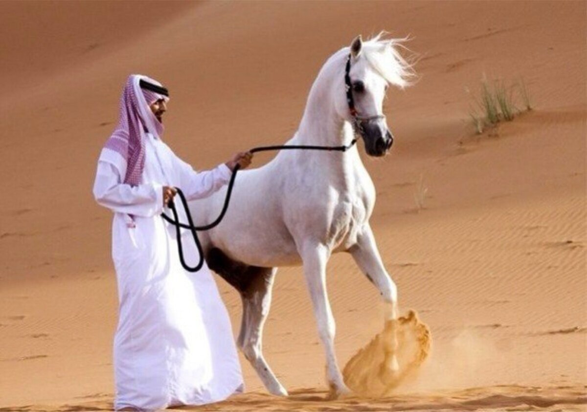 Видео араби. Арабская Скаковая порода лошадей. Бедуин скакун. Аравийская порода лошадей. Арабская лошадь в пустыне.