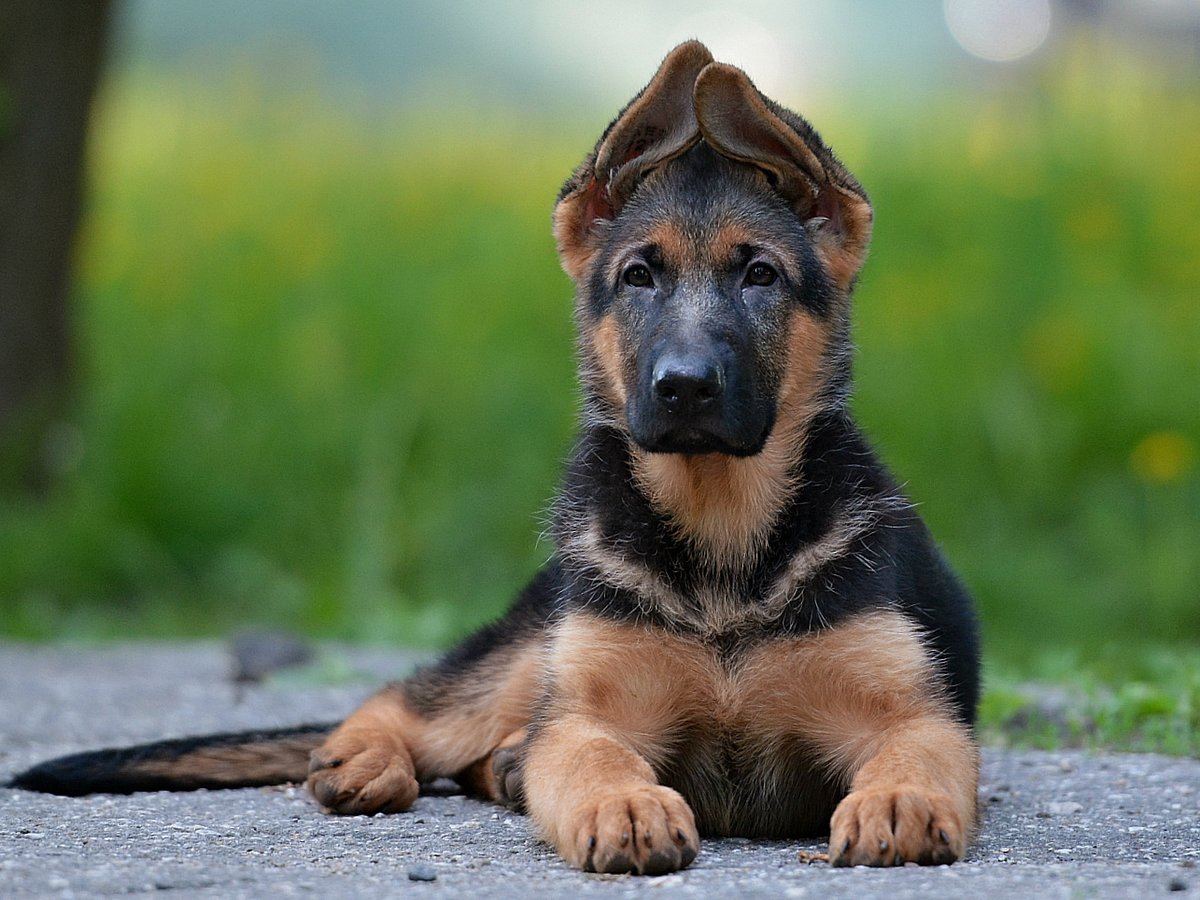 Как кормить щенка 🐕‍🦺 немецкой овчарки — полный гайд | 7petdays