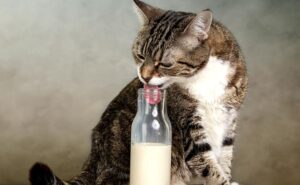 Кошка и бутылка молока 