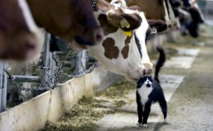 Кошка и корова
