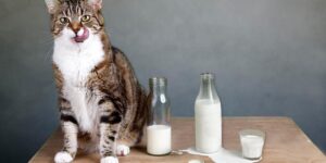 Кошка на столе среди молока
