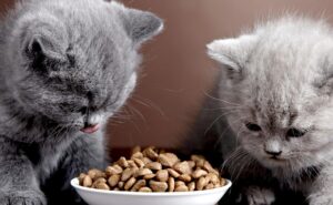 Котенок ест пищу для взрослых кошек