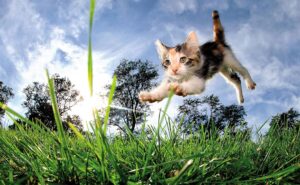 Маленький котенок в прыжке