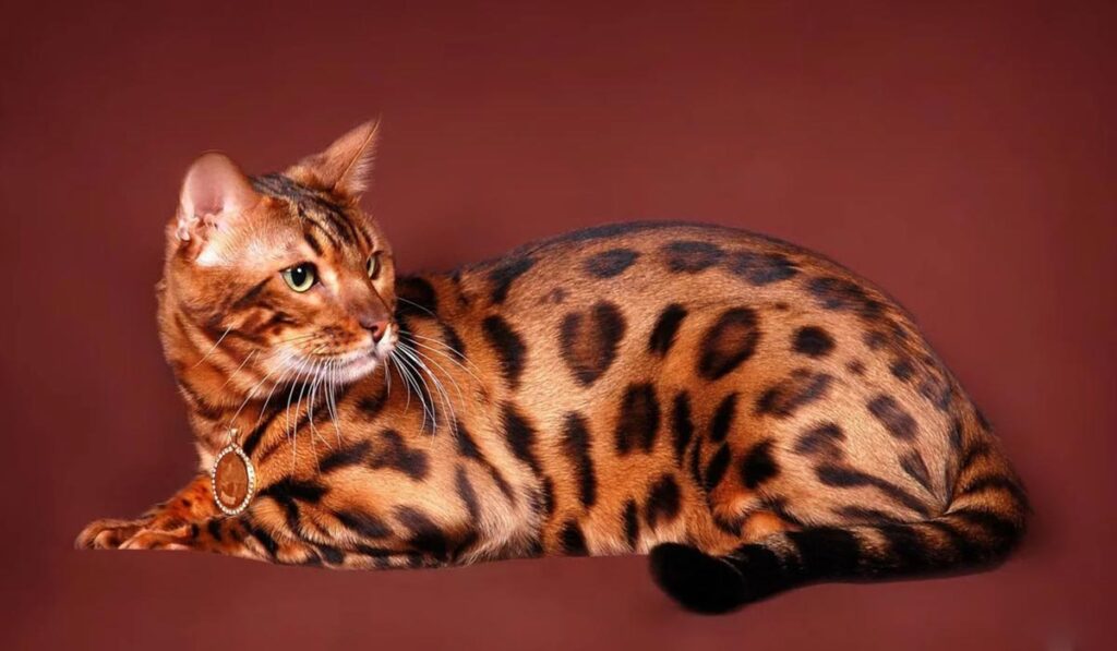Экзотическое животное бенгальская кошка