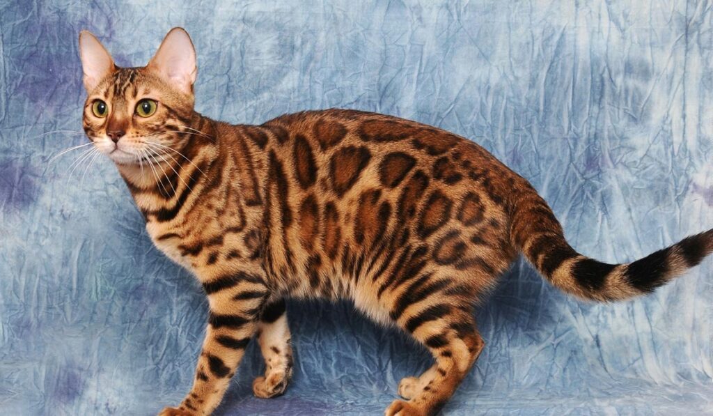 Бенгальская кошка brown