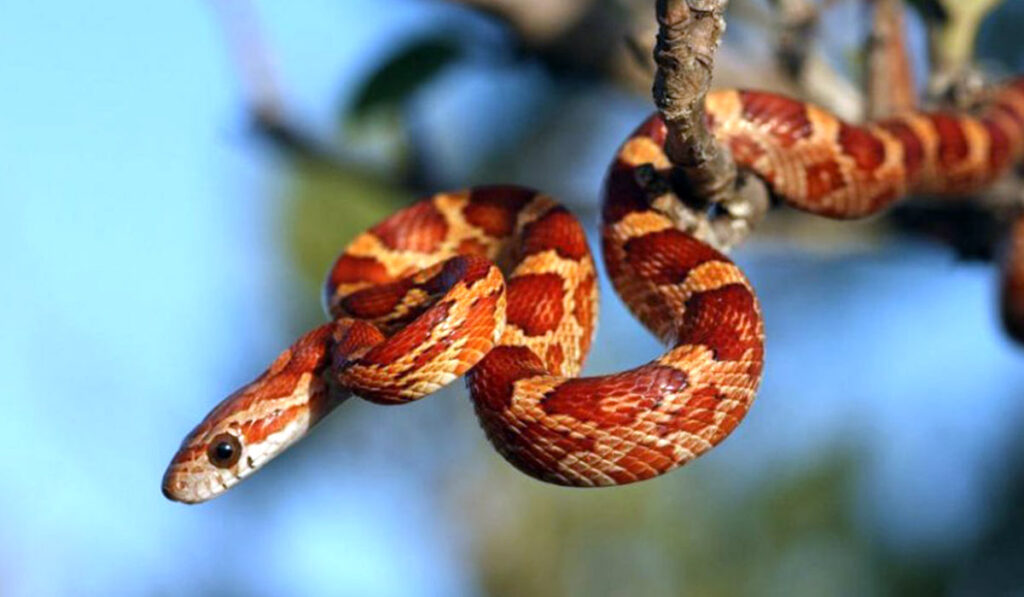 Пресмыкающееся змея