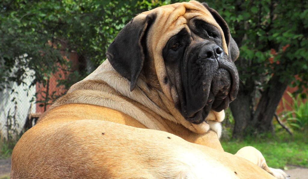 Английский мастиф - большая собака