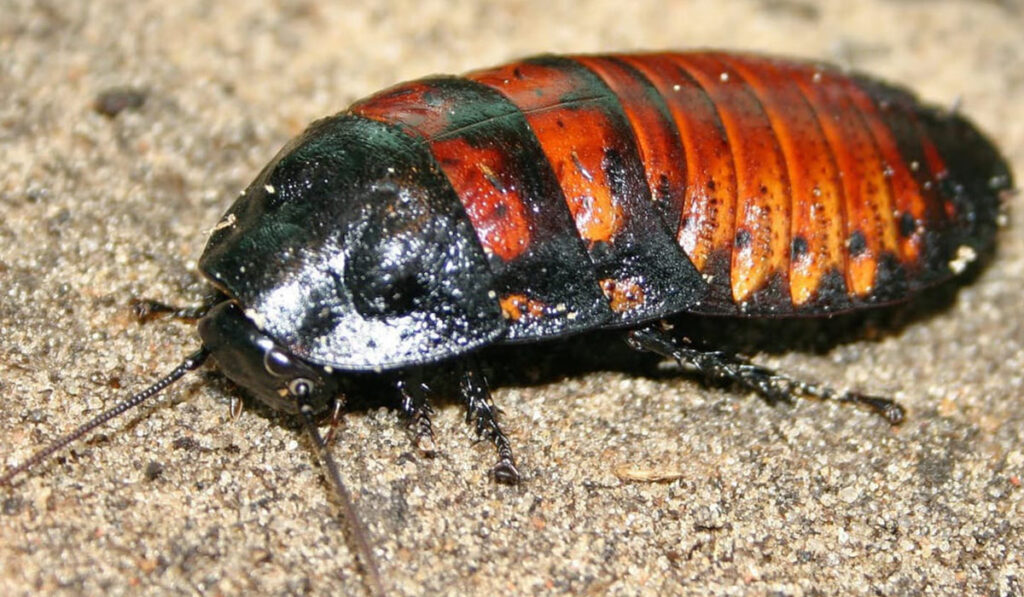 Экзотическое насекомое мадагаскарский шипящий таракан
