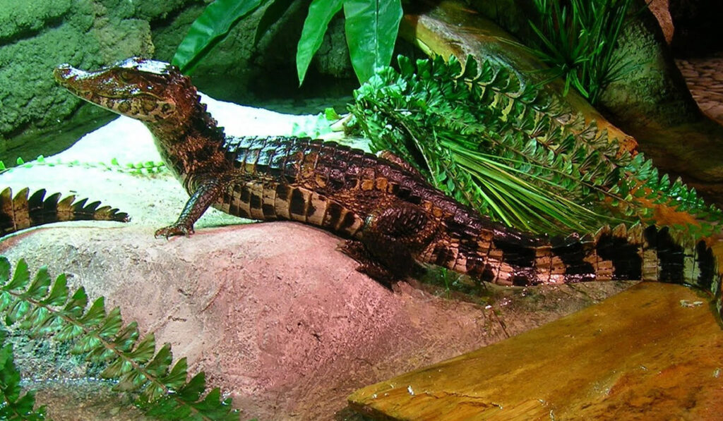 Крокодиловый кайман в террариуме