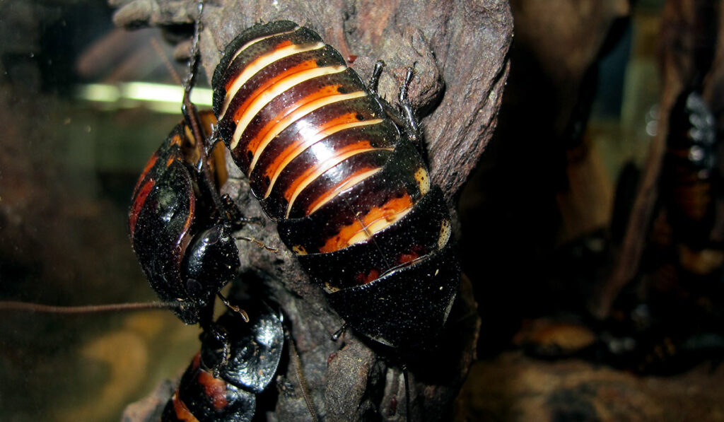 Мадагаскарские шипящие тараканы в инсектарии террариуме