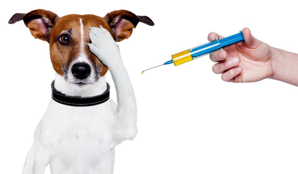 Прививки для собак