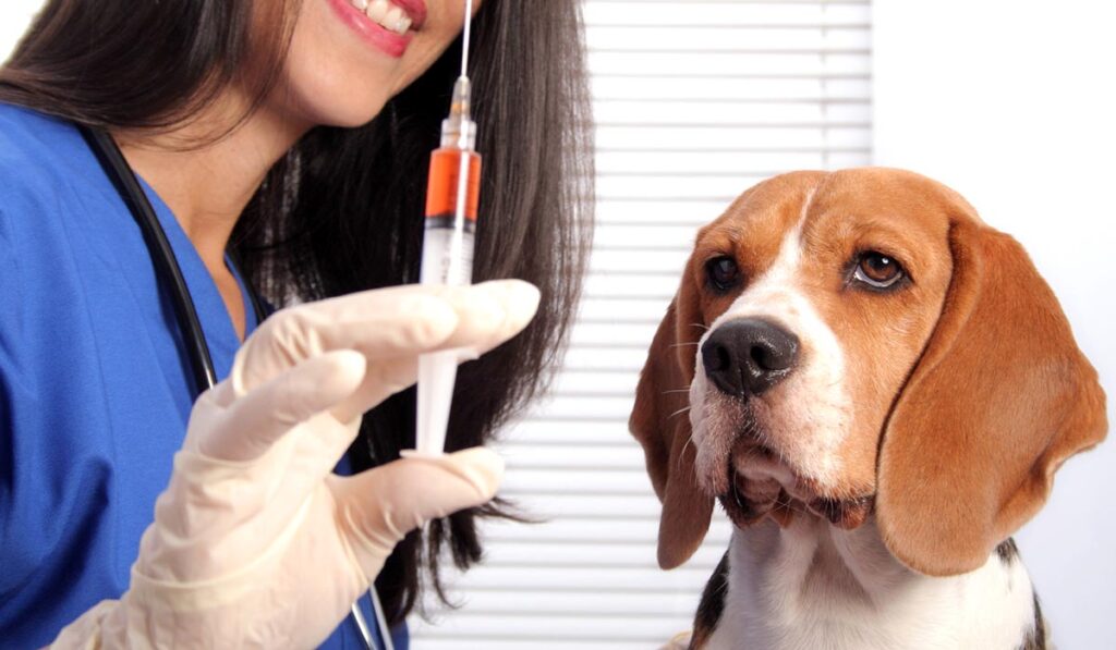 Вакцинирование собаки