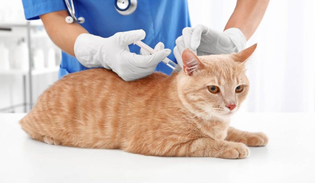 Вакцинирование кошки