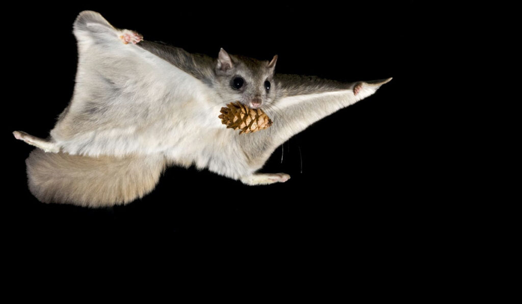 Животное сахарная сумчатая летяга