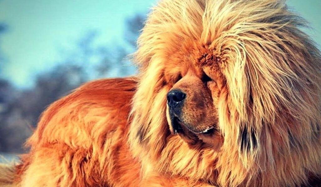 Самая дорогая собака в мире фото