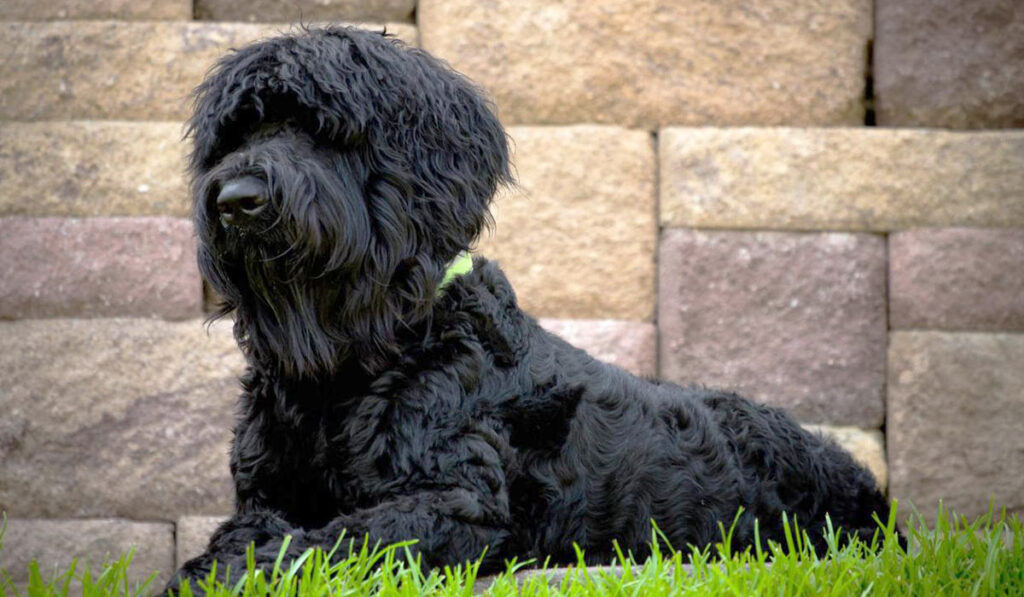 Собака русский черный терьер фото