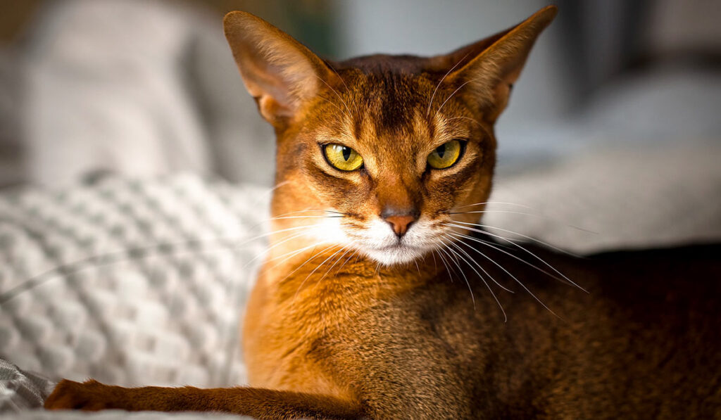 Абиссинская порода кошек фото