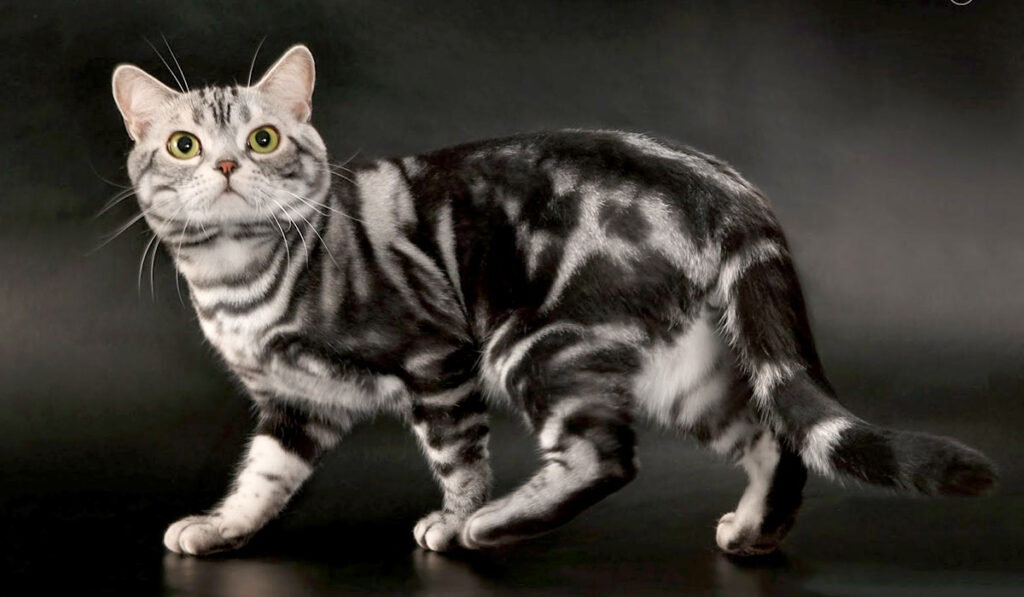 Американская короткошерстная кошка фото описание породы