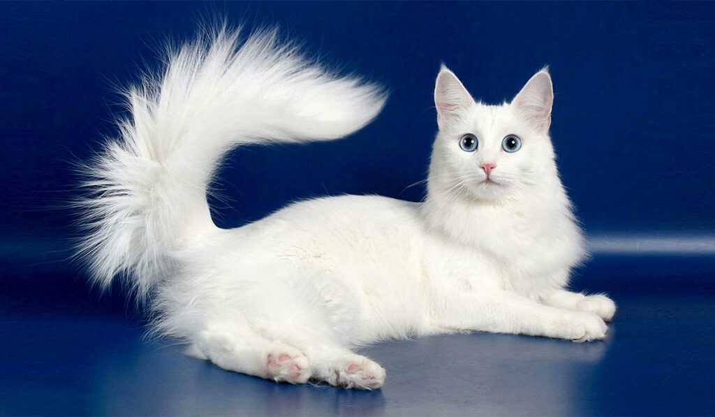 Ангорская кошка фото белая