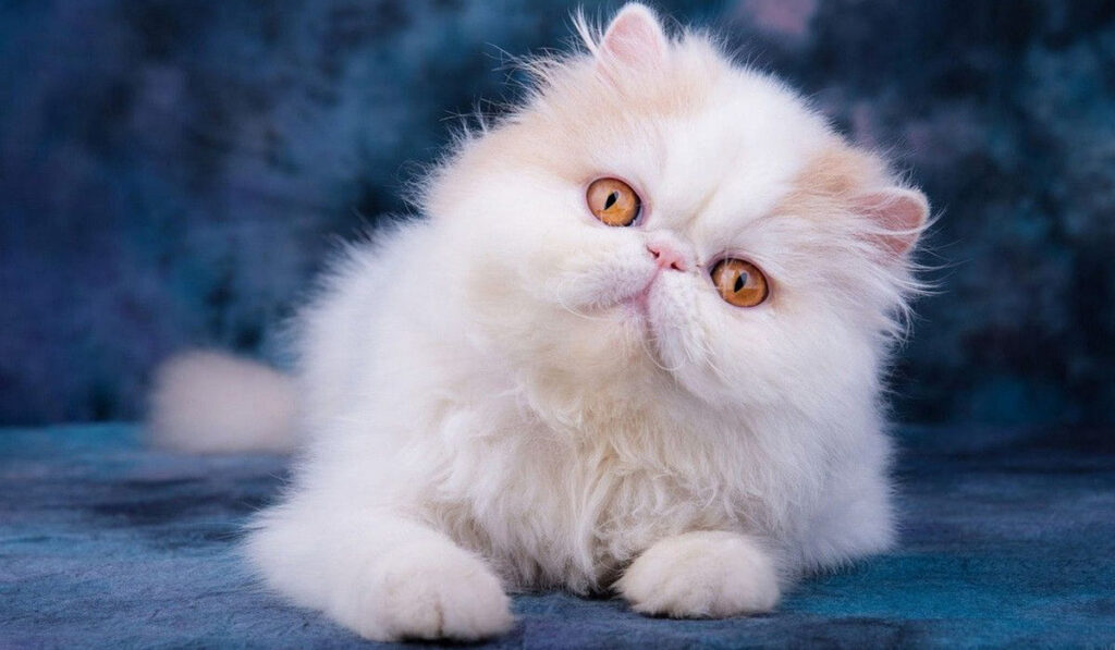 Белая персидская кошка фото