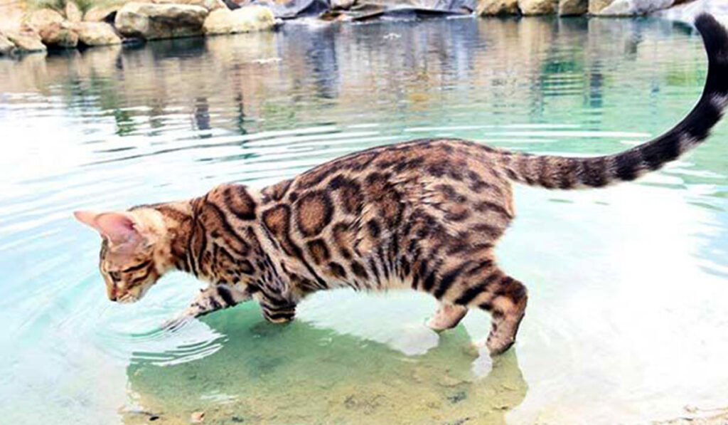 Бенгальская кошка и вода фото
