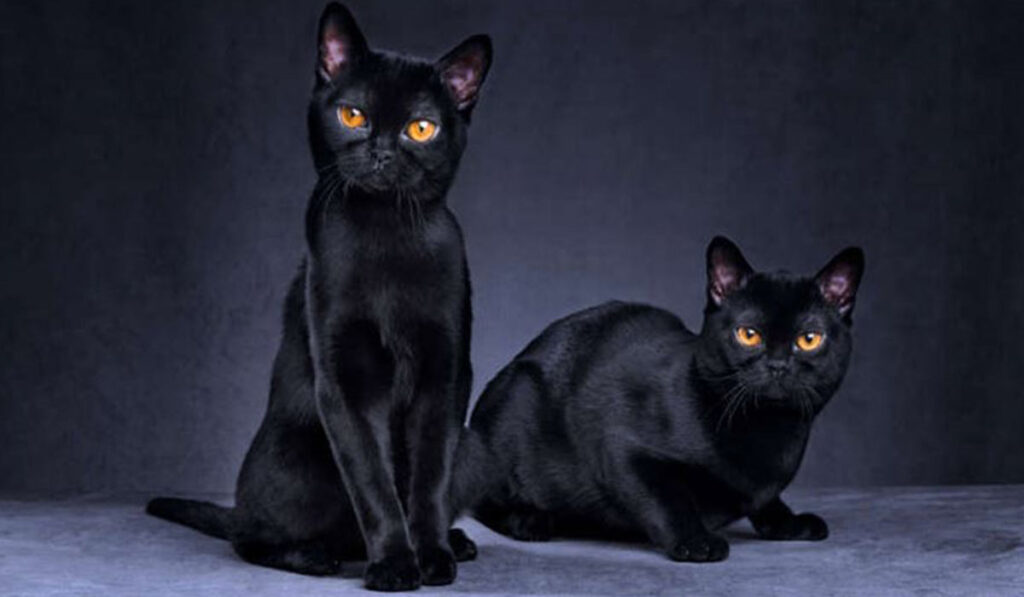 Фото черной бомбейской кошки