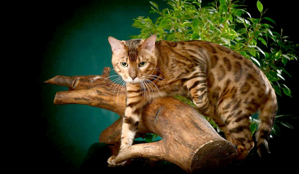 Кошка бенгальской породы характер фото