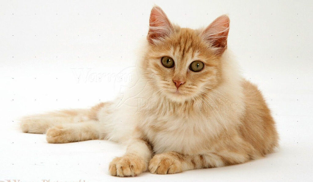 Кремовая ангорская кошка фото