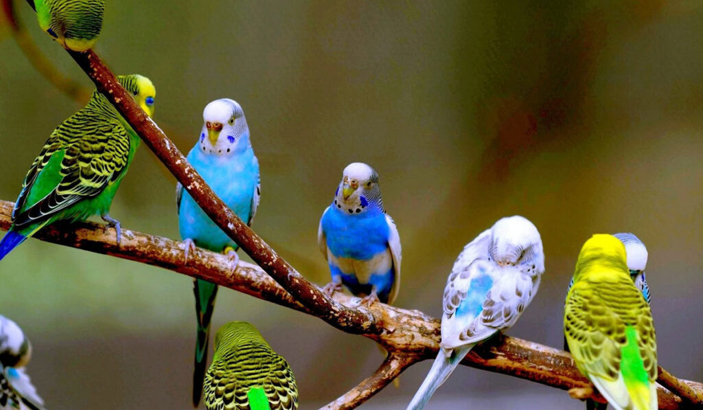 Окрасы волнистых попугаев фото