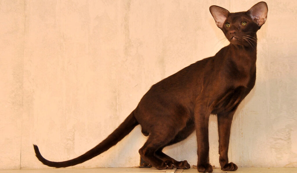 Ориентальная кошка гавана фото