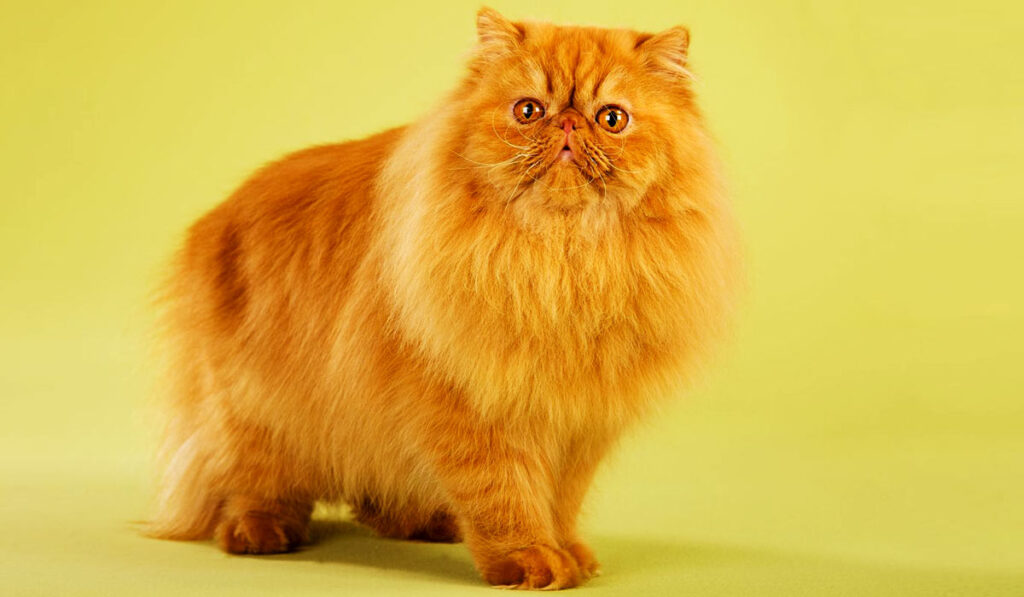 Персидская порода кошек фото