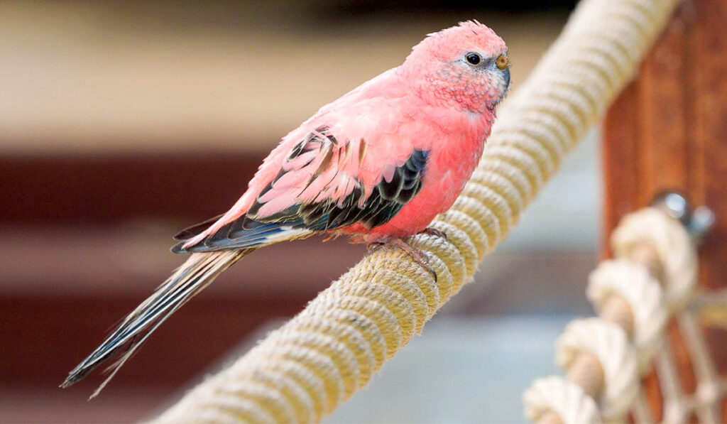 Розовый волнистый попугай фото