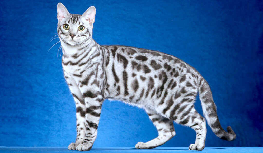 Серебристая бенгальская кошка фото