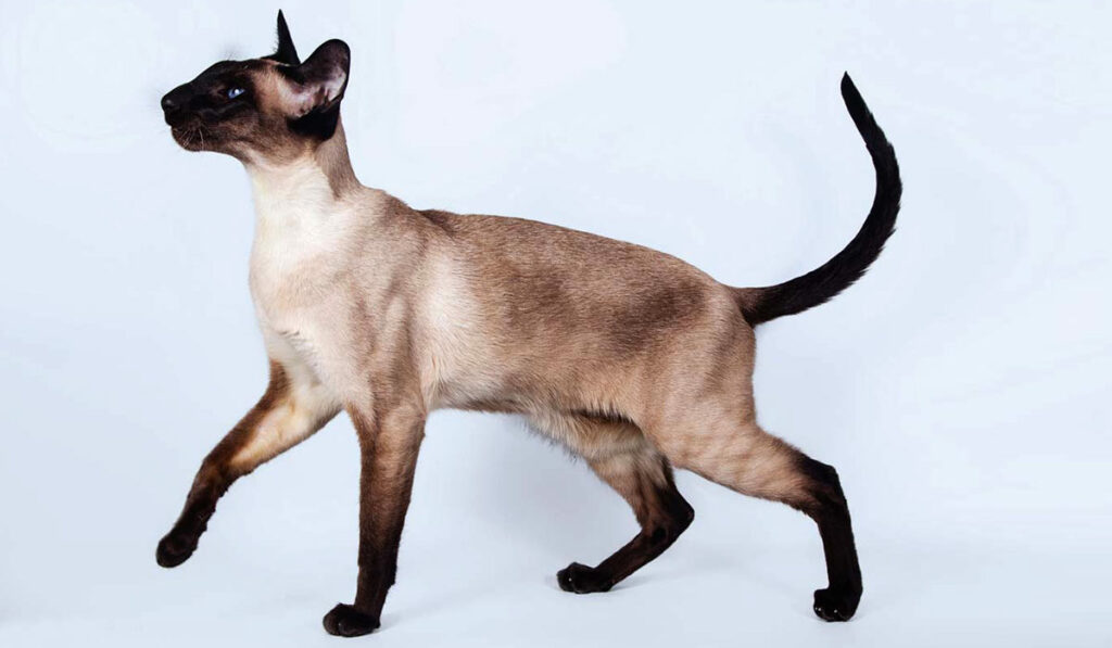 Сиамская кошка фото описание
