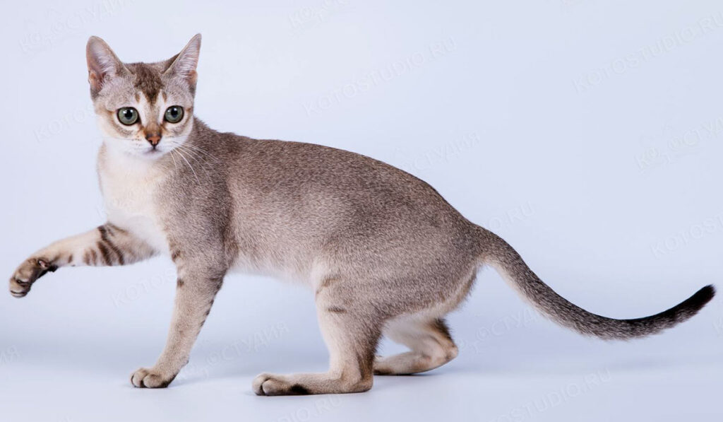 Сингапурская кошка фото описание