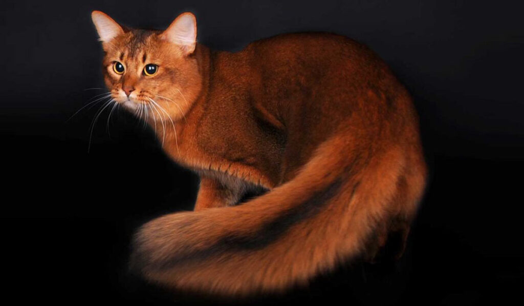 Сомалийская кошка фото описание