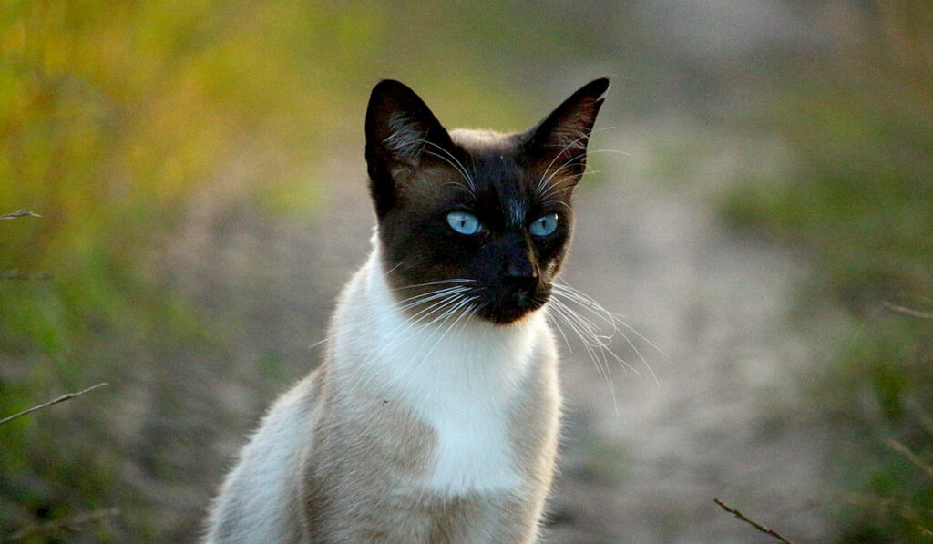 Тайская кошка фото описание