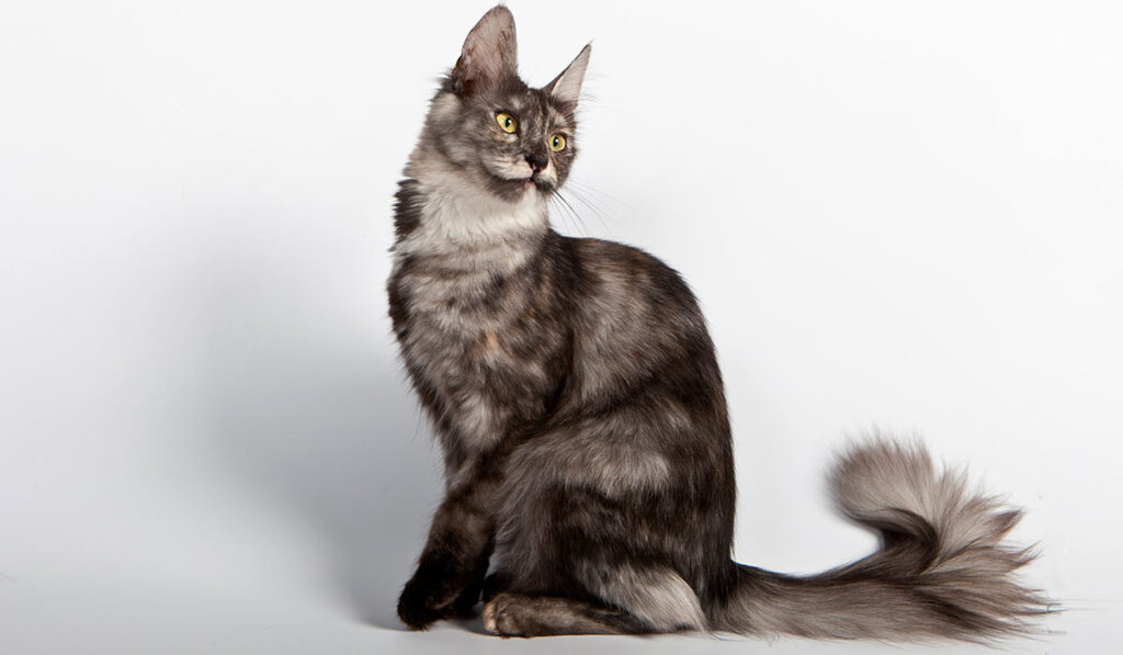 Турецкая ангорская кошка фото