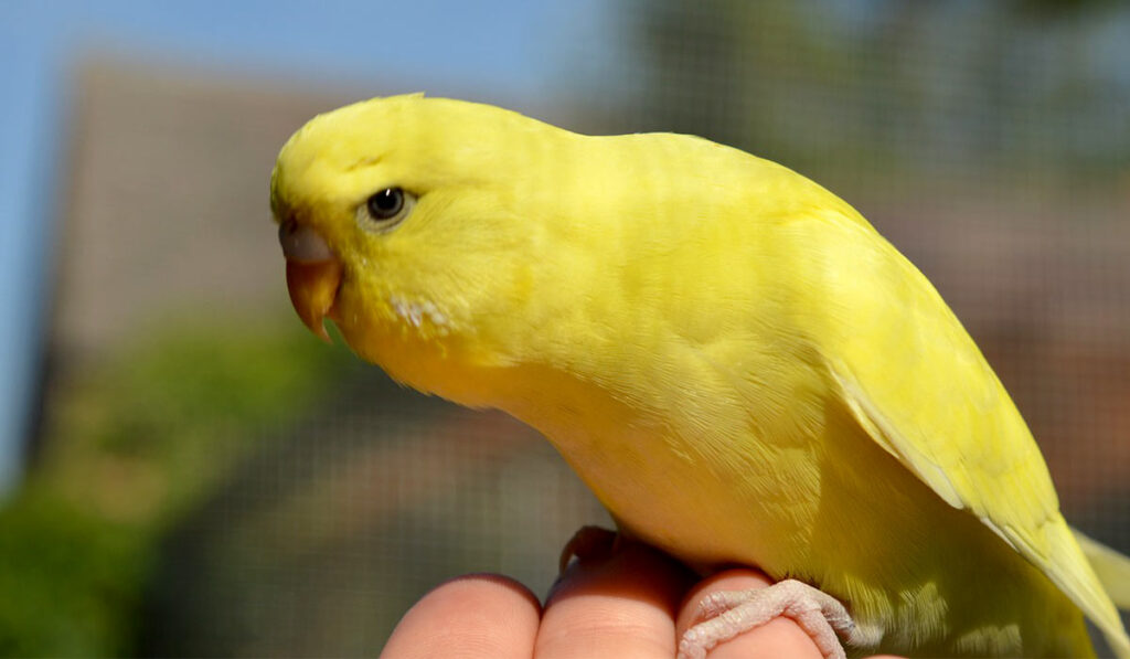 Желтый волнистый попугай фото