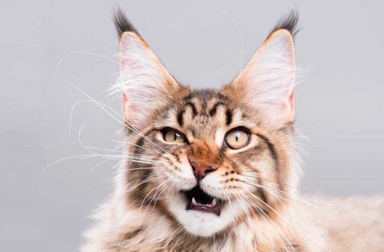 Cat Behavior Problems and Their Solutions